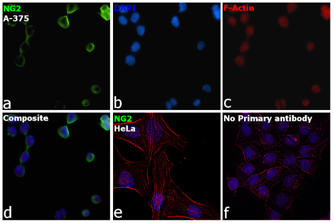 NG2 Antibody in Immunocytochemistry (ICC/IF)