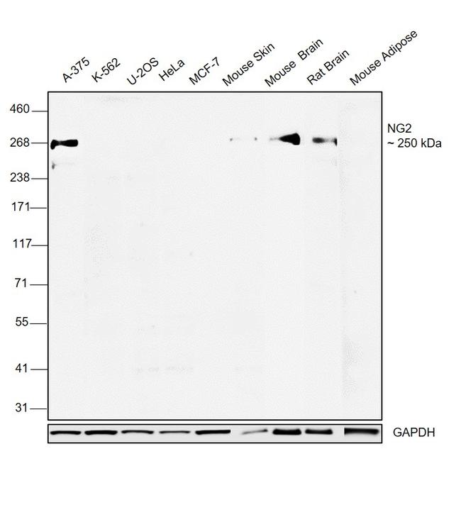 NG2 Antibody in Western Blot (WB)