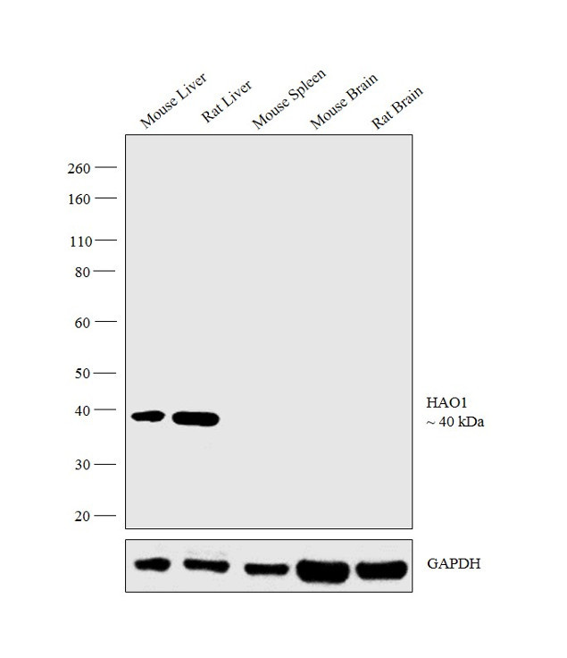 HAO1 Antibody