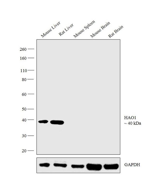 HAO1 Antibody in Western Blot (WB)