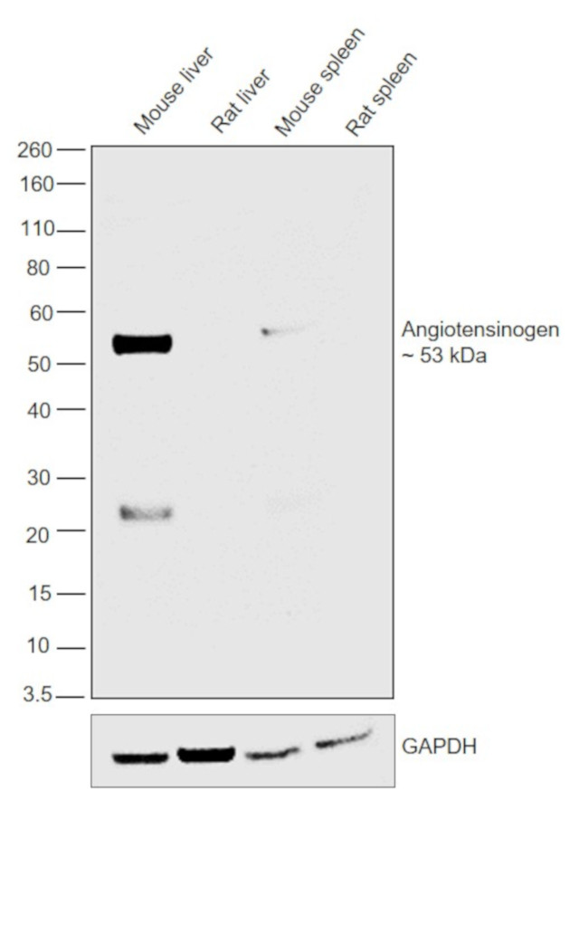 Angiotensinogen Antibody