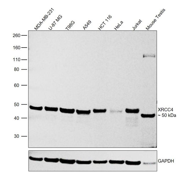 XRCC4 Antibody in Western Blot (WB)