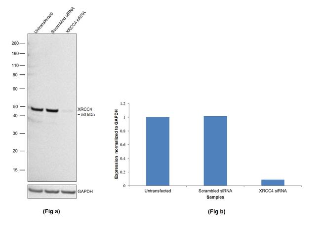 XRCC4 Antibody in Western Blot (WB)