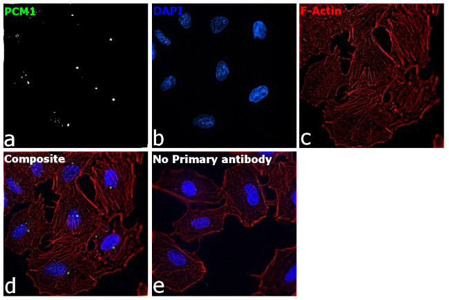 PCM1 Antibody in Immunocytochemistry (ICC/IF)