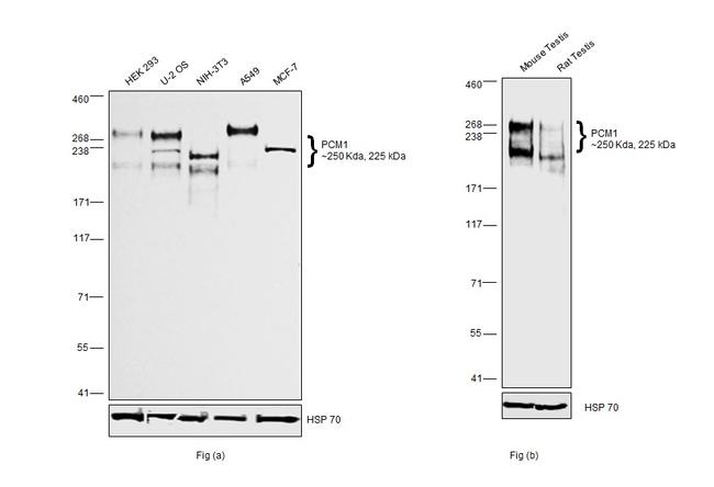 PCM1 Antibody in Western Blot (WB)