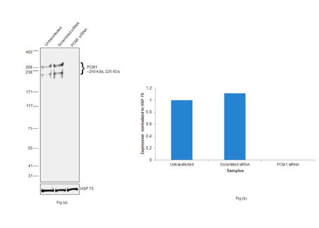 PCM1 Antibody