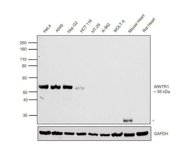 WWTR1 Antibody