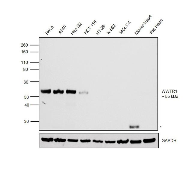 WWTR1 Antibody in Western Blot (WB)