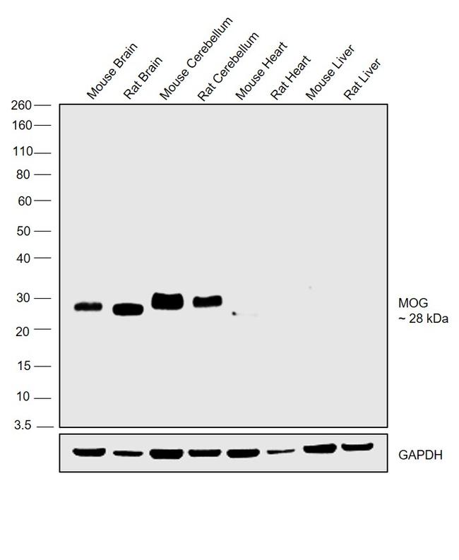 MOG Antibody in Western Blot (WB)