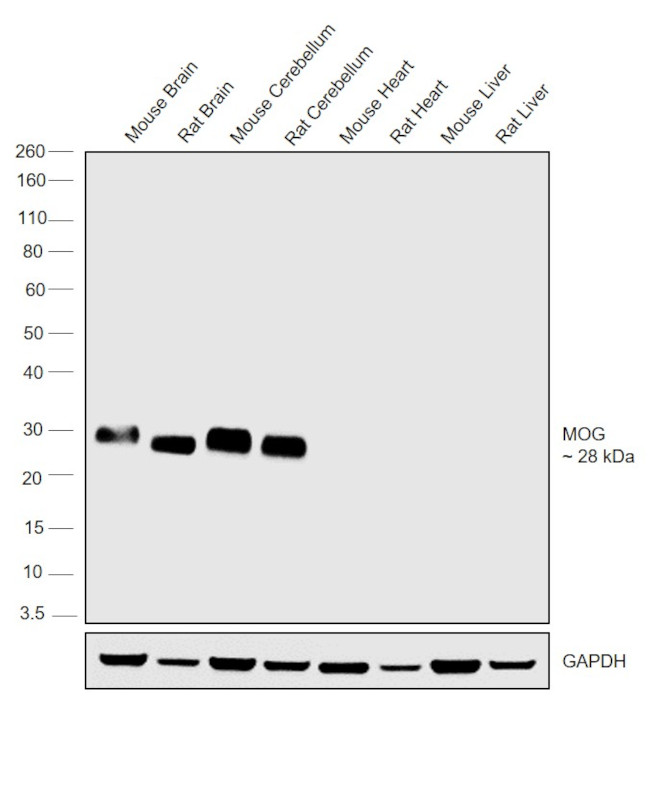 MOG Antibody