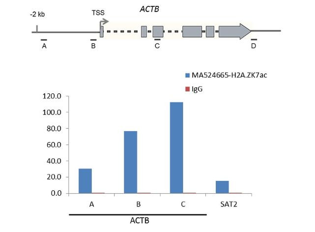 H2A.ZK7ac Antibody