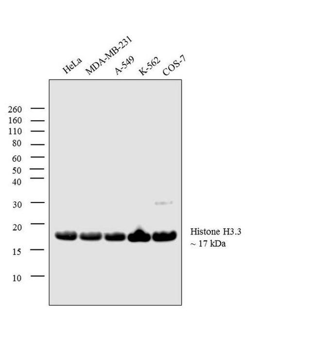 Histone H3.3 Antibody in Western Blot (WB)