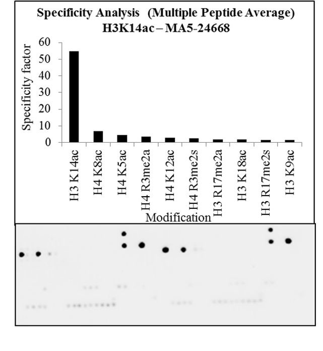 H3K14ac Antibody