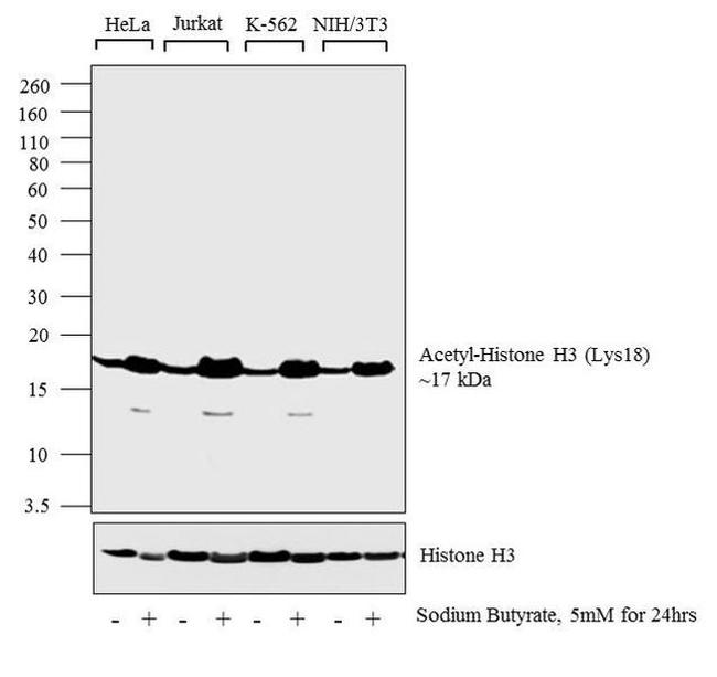 H3K18ac Antibody