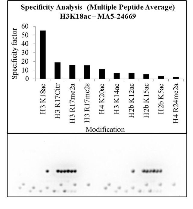 H3K18ac Antibody