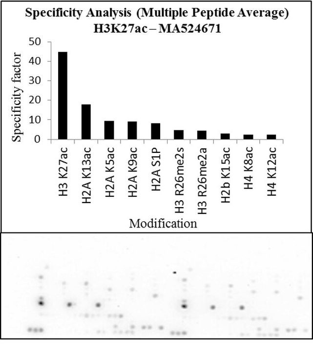 H3K27ac Antibody in Peptide array (Array)