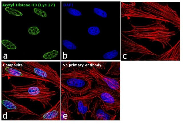 H3K27ac Antibody in Immunocytochemistry (ICC/IF)