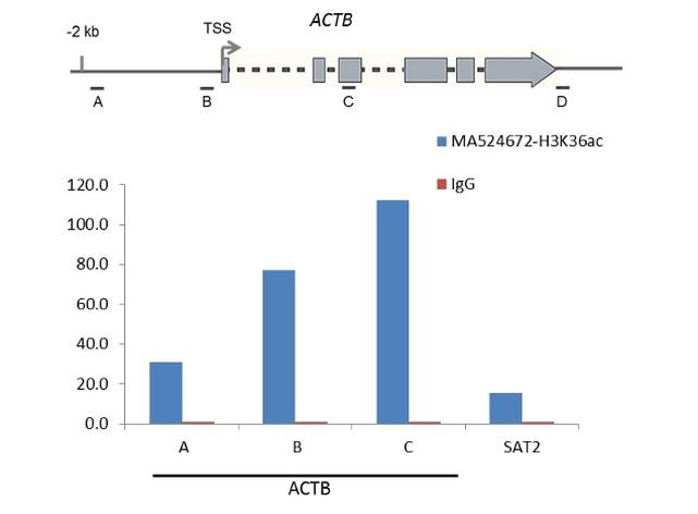 H3K36ac Antibody