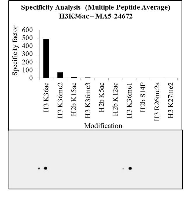 H3K36ac Antibody