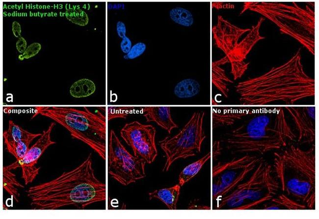 H3K4ac Antibody