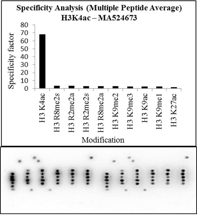 H3K4ac Antibody in Peptide array (Array)