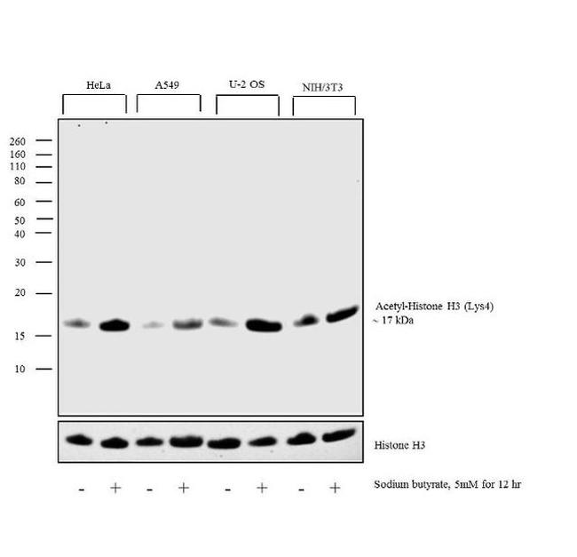 H3K4ac Antibody in Western Blot (WB)