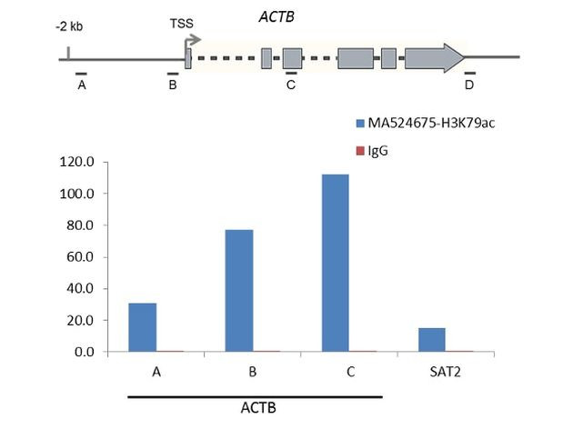 H3K79ac Antibody