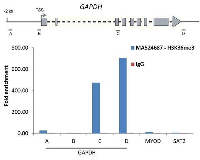 H3K36me3 Antibody