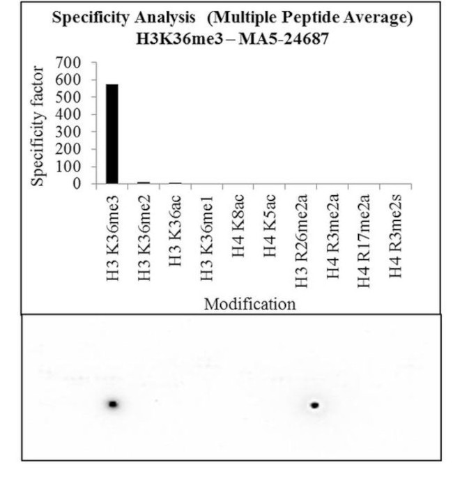 H3K36me3 Antibody in Peptide array (ARRAY)