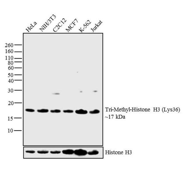 H3K36me3 Antibody in Western Blot (WB)