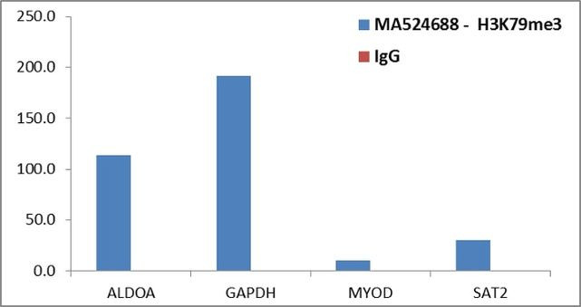 H3K79me3 Antibody in ChIP Assay (ChIP)