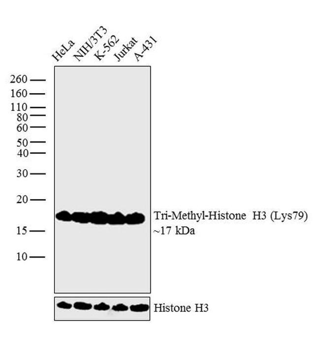 H3K79me3 Antibody in Western Blot (WB)