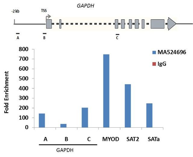 Histone Macro-H2A.1 Antibody