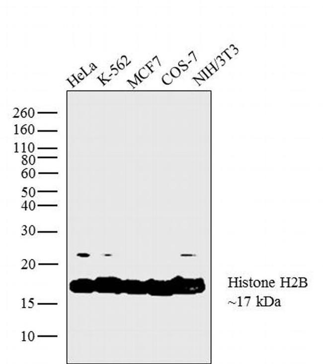 Histone H2B Antibody in Western Blot (WB)