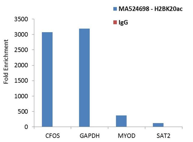 H2BK20ac Antibody