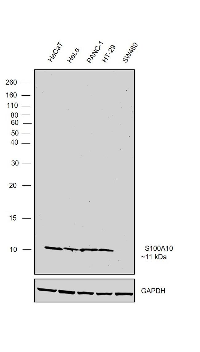 S100A10 Antibody in Western Blot (WB)