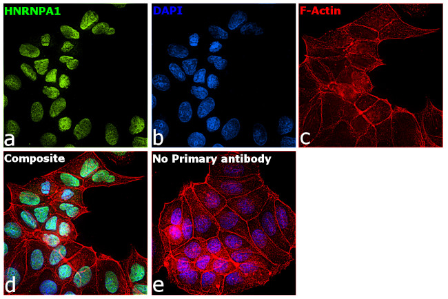 hnRNP A1 Antibody in Immunocytochemistry (ICC/IF)