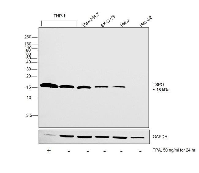 TSPO Antibody