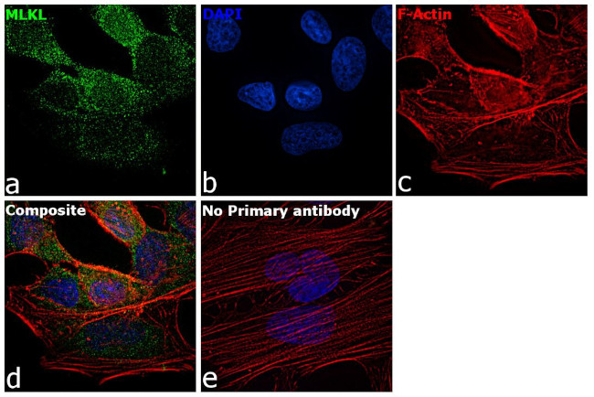 MLKL Antibody in Immunocytochemistry (ICC/IF)