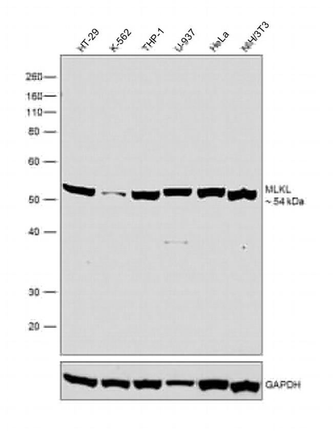 MLKL Antibody in Western Blot (WB)