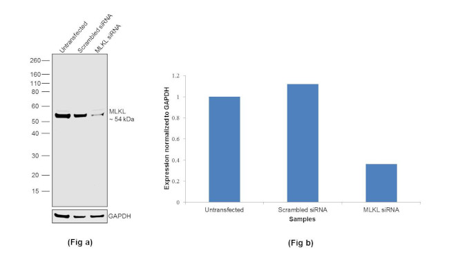 MLKL Antibody