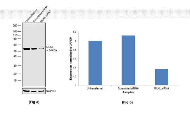 MLKL Antibody in Western Blot (WB)