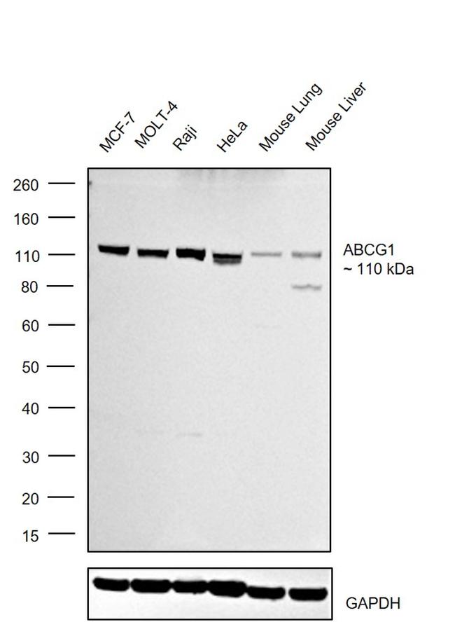 ABCG1 Antibody in Western Blot (WB)