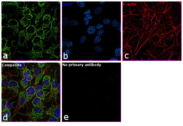 TOMM20 Antibody in Immunocytochemistry (ICC/IF)