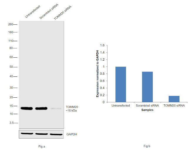 TOMM20 Antibody