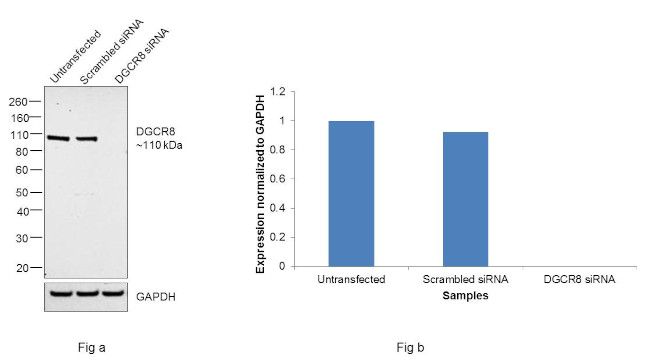 DGCR8 Antibody