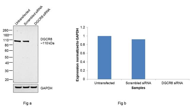 DGCR8 Antibody in Western Blot (WB)