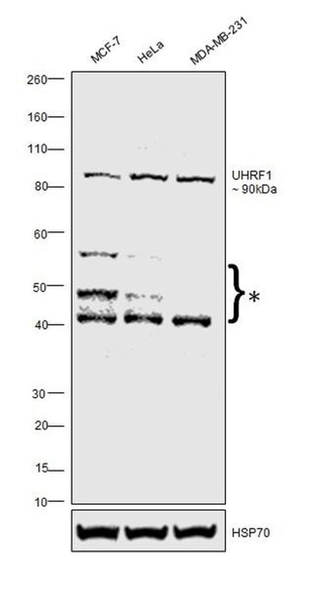 UHRF1 Antibody in Western Blot (WB)