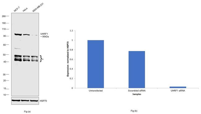 UHRF1 Antibody in Western Blot (WB)
