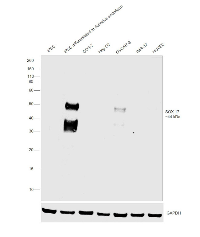 SOX17 Antibody